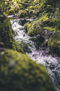 Moss growing on rocks