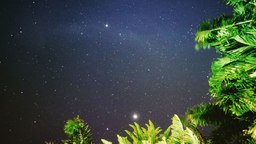 Low angle view of trees against sky at night
