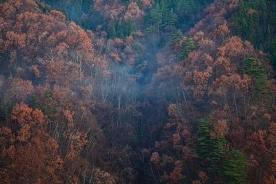 Pine trees in forest during autumn