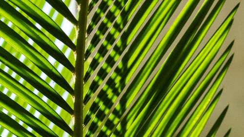 Close-up of palm leaves