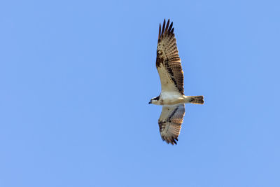 Low angle view of bird flying against clear blue sky