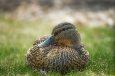 Close-up of a duck on field