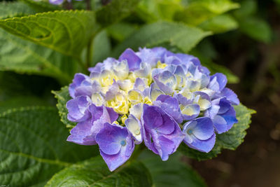 Close-up of purple hydrangea flowers