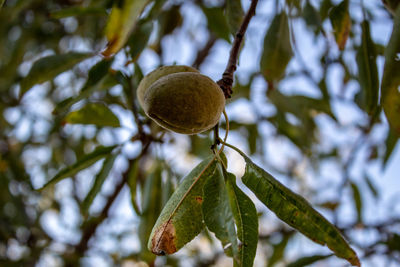 Low angle view of fruits on tree