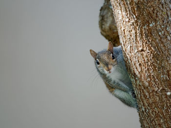 Close-up of squirrel on tree trunk