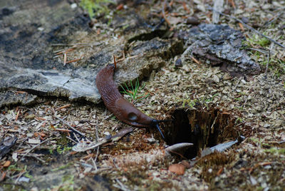 High angle view of lizard