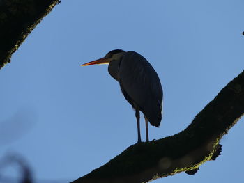 Low angle view of bird perching on branch against sky