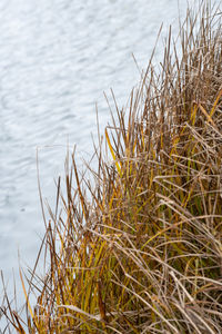 Close-up of dry grass on lakeshore