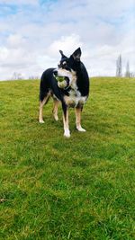 Dog standing on field against sky