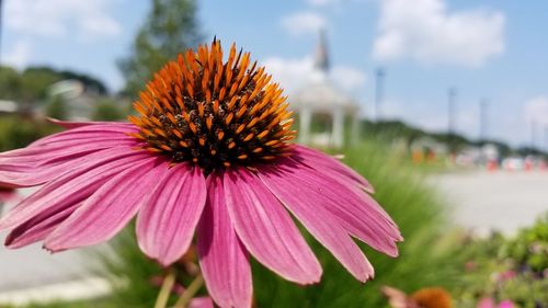 Close-up of pink flower