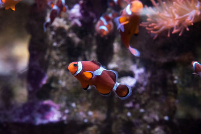 Close-up of fish swimming in aquarium