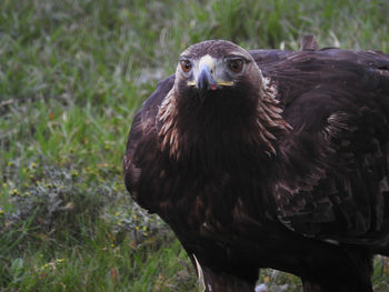 Close-up of owl perching on field