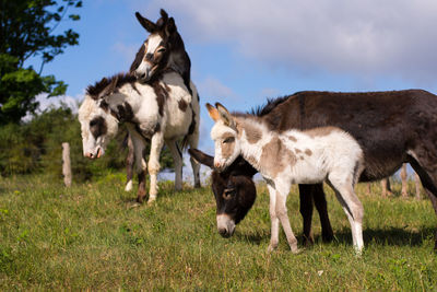 Donkeys in summertime