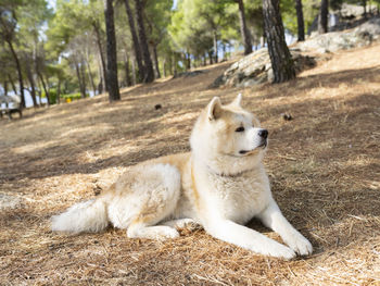 View of a dog resting on land