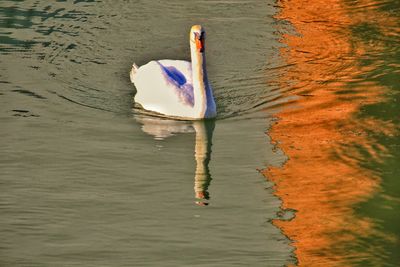 High angle view of duck swimming on lake