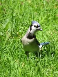 Close-up of a bird on field