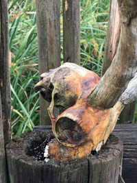 Close-up of tree trunk