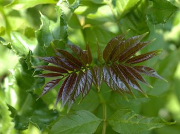 Close-up of green leaves on plant