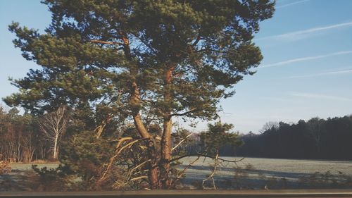 Trees by lake against sky