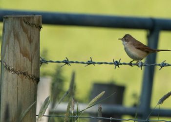 Bird perching on a fence