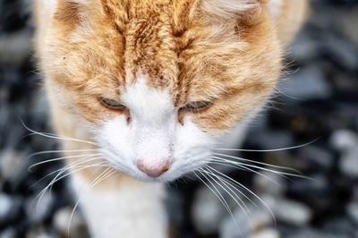 Close-up of a catas face from above