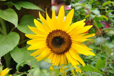 Close-up of sunflower