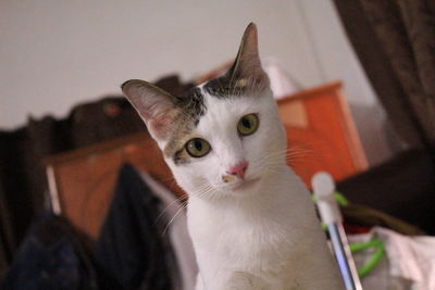 Close-up portrait of a cat looking away at home