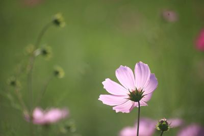 Close-up of pink cosmos flower