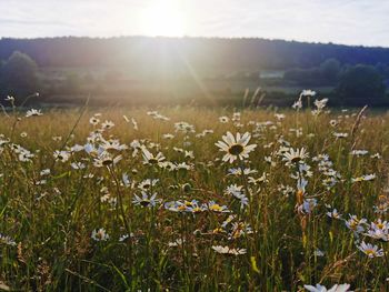 Scenic view of flowering plants on field against bright sun