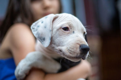 Close-up of dog looking at camera