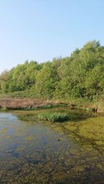 Scenic view of lake in forest against clear sky
