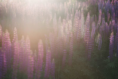 Purple flowering plants on field in forest