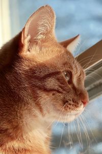 Orange tabby cat looking out the window