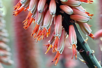 Close-up of orange flower