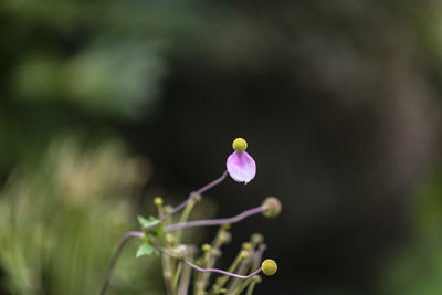 Close-up of purple flower buds