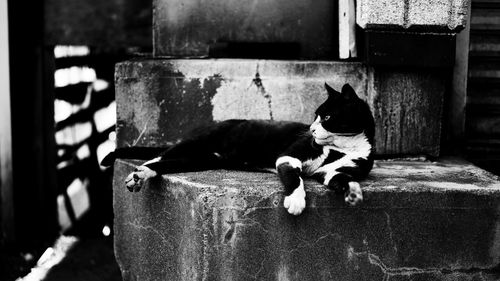 Portrait of cat sitting outdoors