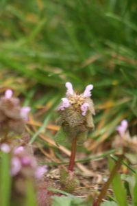 Close-up of purple flowers