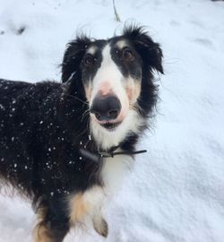 Portrait of dog in snow