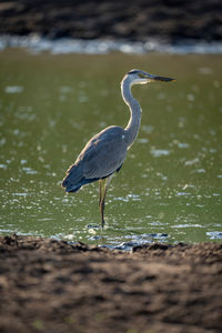 Gray heron standing in lake
