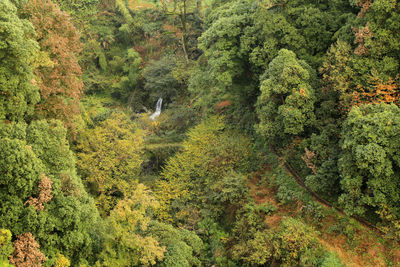 Bird flying amidst trees in forest