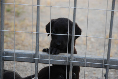 Portrait of dog seen through metal fence