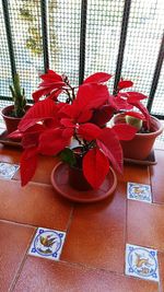 Close-up of red flowers