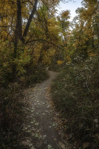 Trail on footpath amidst trees in forest