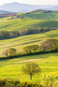 Trees in a field on a rolling landscape