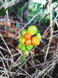 Close-up of fresh tomatoes in field