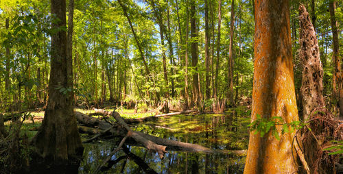 Trees in forest