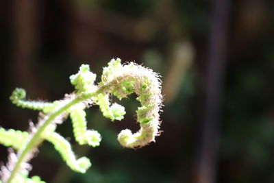 Close-up of plant during sunny day