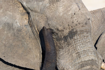 Close-up of elephant