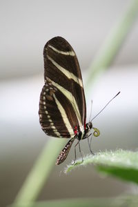 Close-up of insect