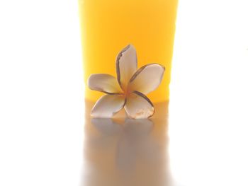 Close-up of yellow flower over white background